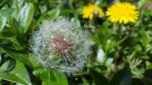 dandelions small